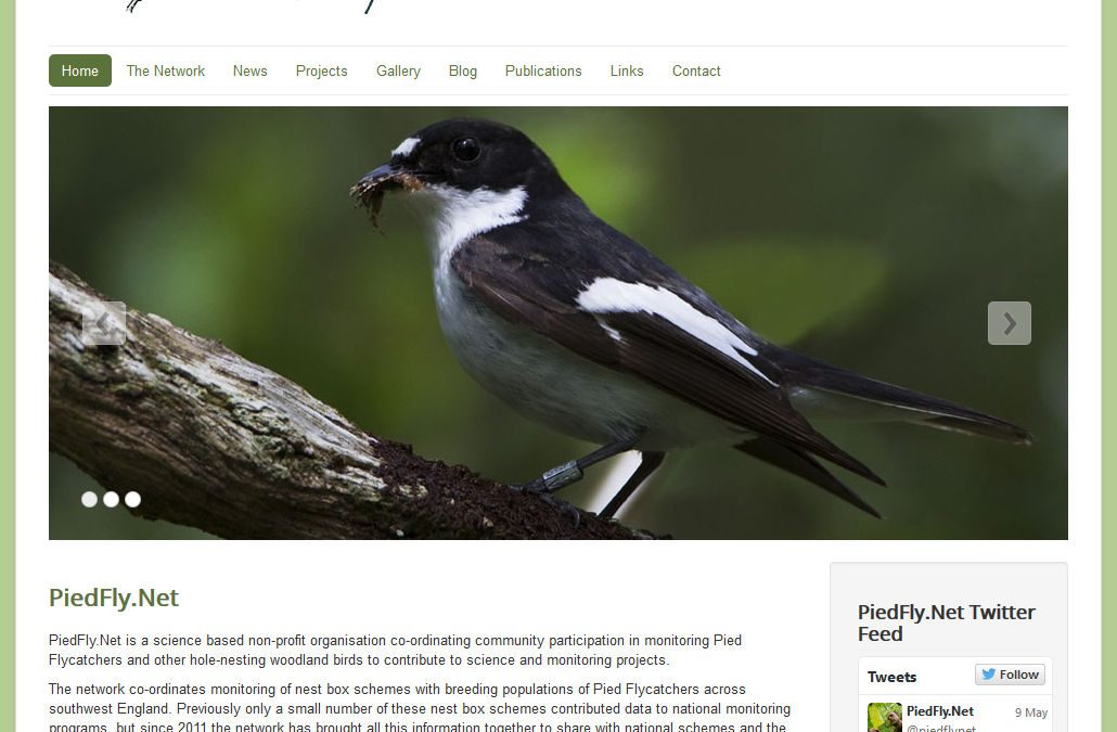 PiedFly.net
